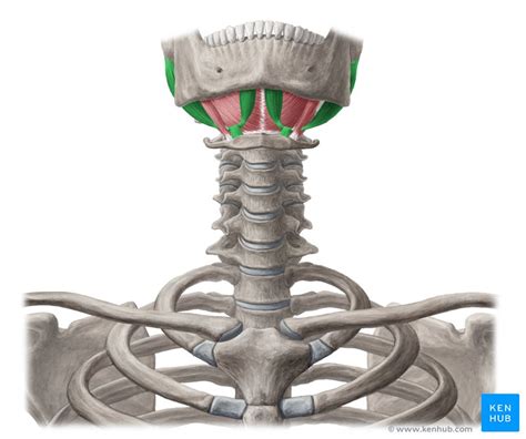 Submental Triangle Anatomy And Contents Kenhub