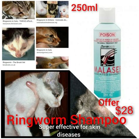 Shampoo Cat Ringworm Shampoo Medication Shampoo Super Effective To