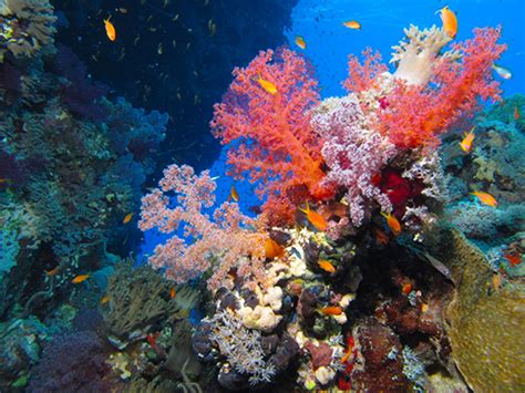 Designer Coral Reefs In Hawaii Inhabitat Green Design