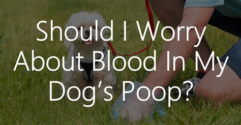 Should I Worry About Blood In My Dogs Poop Whitney Living