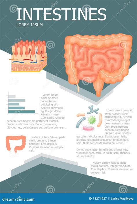 Infographic Of Intestines With Microbiota Cartoon Vector