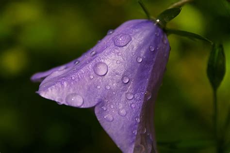 Free Images Harebell Water Flower Purple Dew Leaf Moisture