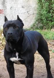 The breeder, antonio nores martínez, also wanted a dog that would exhibit steadfast bravery and willingly protect its human companion. Dogo Argentino In Black Colour - Bulldog Lover