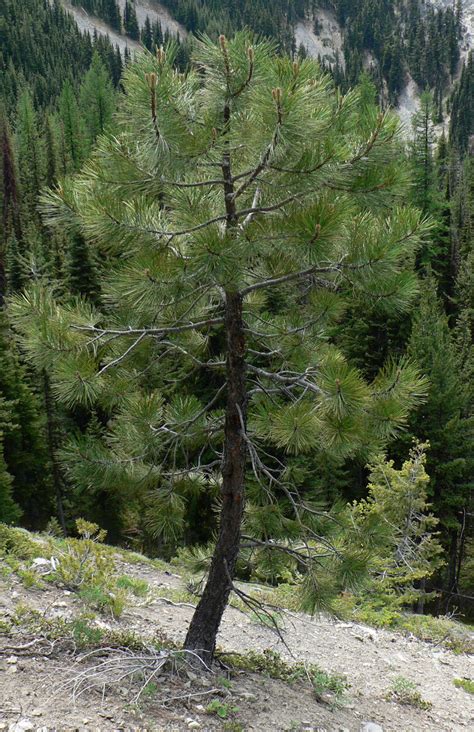 Ponderosa Pine Seedlings Trees For Sale Dry Rock Trees Nursery