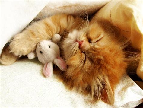 Cute And Funny Sleeping Cats Funny Pictures ~ Love Sepphoras