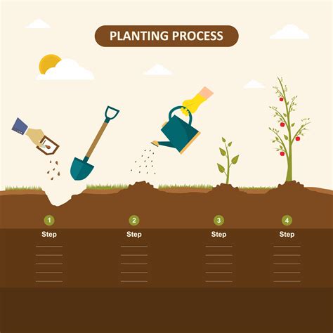 Different Steps Of Growing Plants Planting Tree Process Infographic
