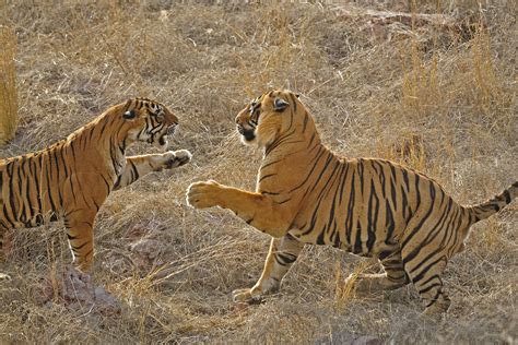 Mating Tigers And A Mothers Love Nature Infocus