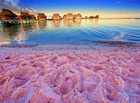 Pink Sand Resort Bahamas Pink Sand Beach Bahamas Colored Sand