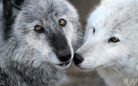 Last Remaining Adults Of Wedge Wolf Pack To Be Killed To Protect Cows