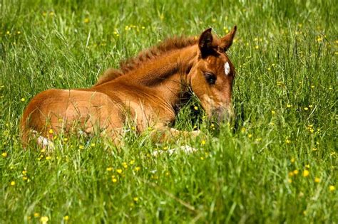 Baby Horse Resting On Spring Meadow Stock Photo Colourbox