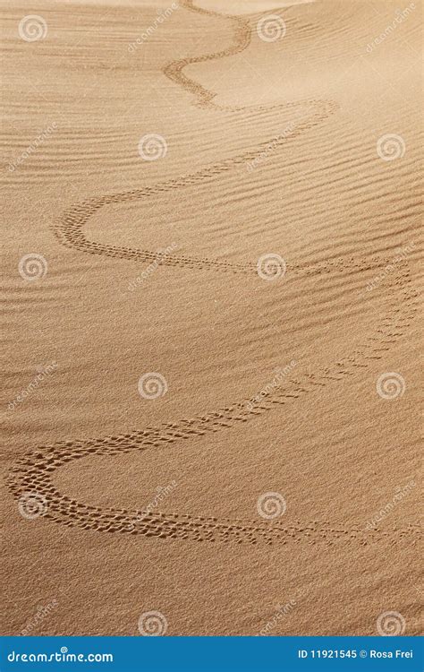 Animal Track In Desert Sand Stock Image Image Of Animal Prints 11921545