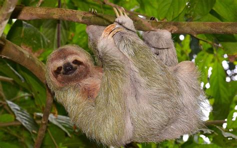 Wallpaper Sloth Tree Branch Hd Widescreen High Definition