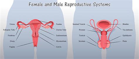 Female Reproductive Organ Illustrations Royalty Free Vector Graphics