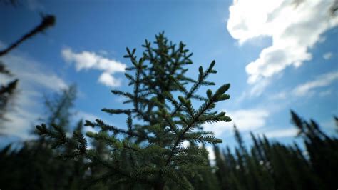 Canadas Eastern Boreal Forest Could Thrive With Climate Change Study
