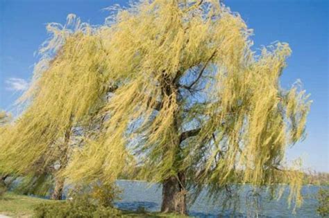 Niobe Gold Weeping Willow Salix Alba ‘tristis Wooden Fish Farms