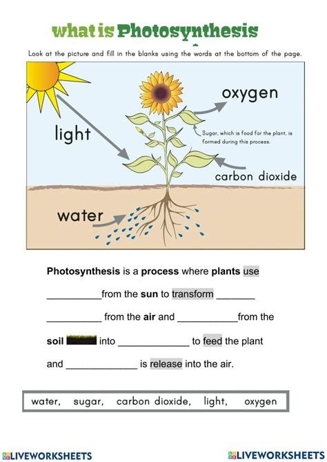 Photosynthesis Worksheet For Grade 6 Live Worksheets