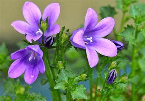 We did not find results for: Tout savoir sur la campanule - Le blog de Jardinet.fr ...