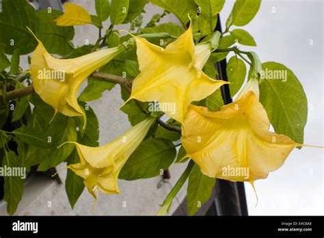 Looking Up Into The Flowers Of The Angels Trumpet Brugmansia Aurea