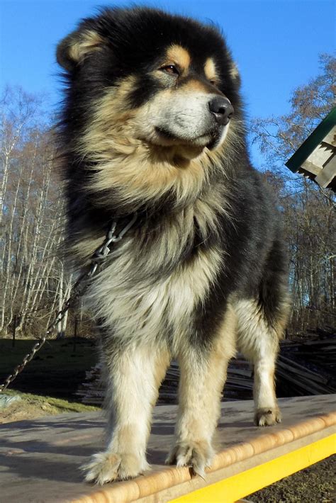 Alaskan Malamute Tibetan Mastiff Husky Mix Pets Lovers