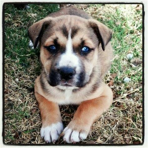Pitbull Husky Mix Boxer Dog Puppy Unique Dog Breeds Hybrid Dogs