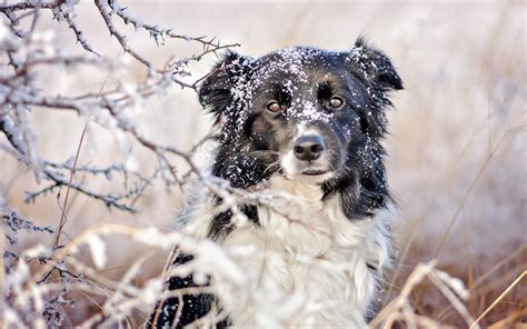 24 Cute Dog Winter Wallpaper