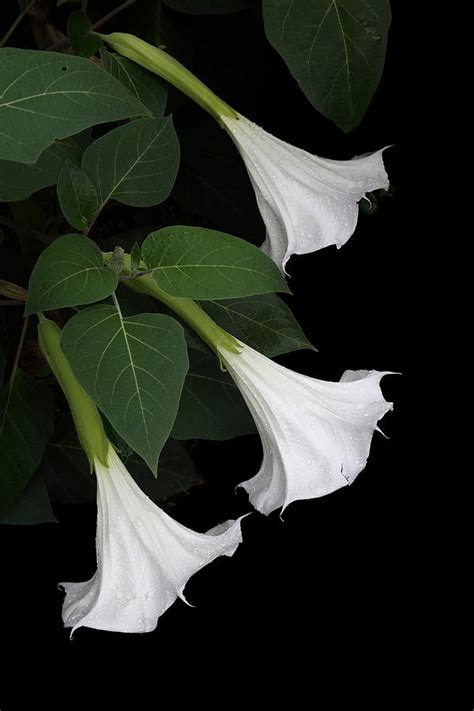 Moon Flowers Setting Photograph By Angie Vogel Fine Art America
