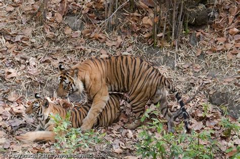 mating behaviour of tigers