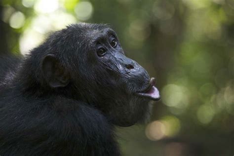 Human Evolution Our Closest Living Relatives The Chimps Live Science