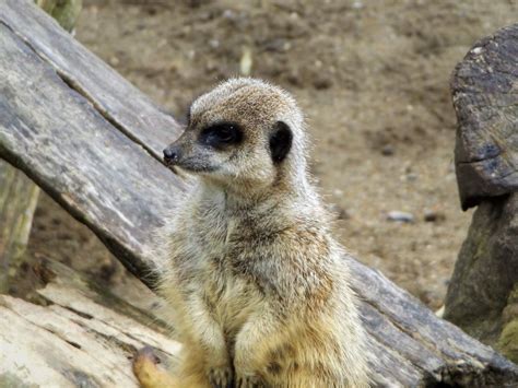 Meerkat Experiences Animal Experiences At Wingham Wildlife Park In Kent