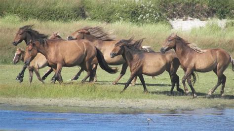 Only The Strong Survive Including The Horses Of Sable Island Rci