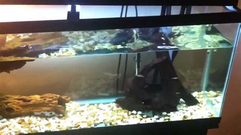 My 55 Gallon Turtle Tank Youtube