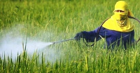 Worlds Farming Land At Risk Of Pesticide Pollution India Farmers Have Bigger Problem
