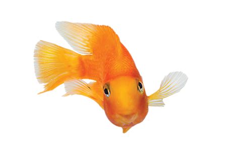 Local pet store or chain? Fish Supplies: Products & Accessories for Fish | PetSmart
