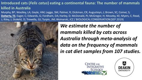 Cie Spotlight Introduced Cats Felis Catus Eating A Continental Fauna