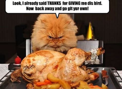 20 happy thanksgiving memes to help you celebrate