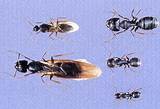 Photos of Sugar Ants Vs Carpenter Ants