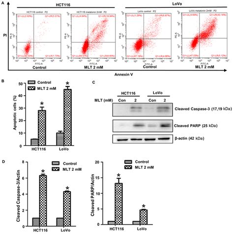 melatonin induces crc cell apoptosis hct116 and lovo crc cells were download scientific