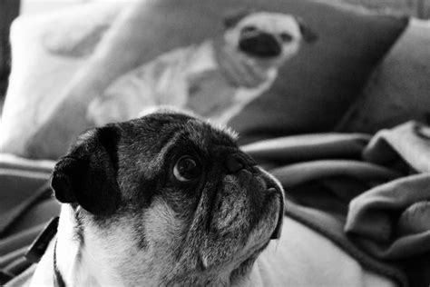 Free Images Black And White Puppy Pug Close Up Snout Eye