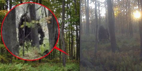 Bigfoot Hoax In Pennsylvania Tipster Says Two Bigfoots Were Tree