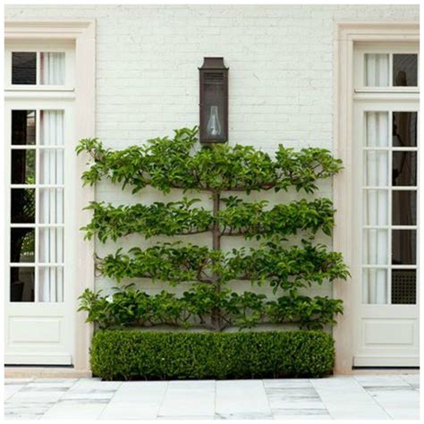 Espalier Trees Garden Vines Garden Shrubs Garden Trellis Terrace