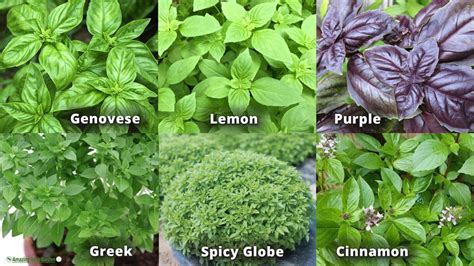 How To Grow Basil Information Guide Amazing Herb Garden