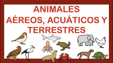 Animales Terrestres 🐖acuÁticos 🐠y AÉreos 🐝arasaac Youtube