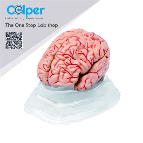 Human Brain Model 8 Parts Colper Educational Equipment