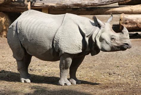Black Rhinoceros Animal Facts Diceros Bicornis A Z Animals