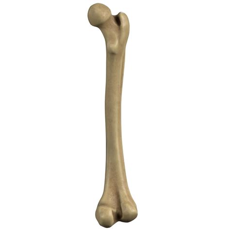 Learn anatomy of the skeleton for free. Anatomy - Human Femur (Thigh, leg bone) by ...