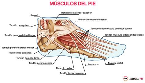 Compartir Más De 73 Musculos Del Pie Dibujo Vn