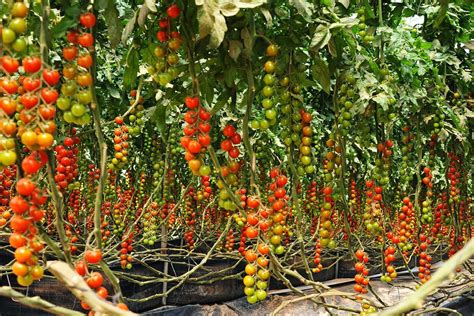 The Best Way To Grow Cherry Tomatoes