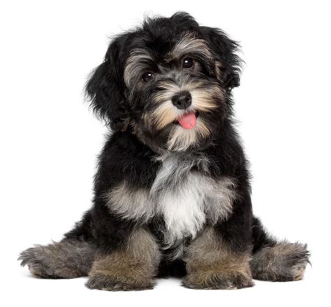 Check spelling or type a new query. Havanese | Dogs | Breed Information | Omlet