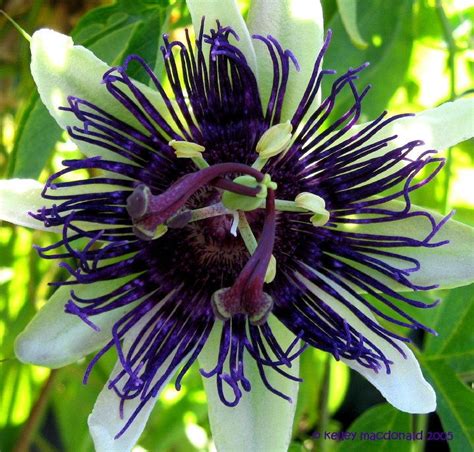 Plantfiles Pictures Passiflora Passion Flower Passion Vine Indigo