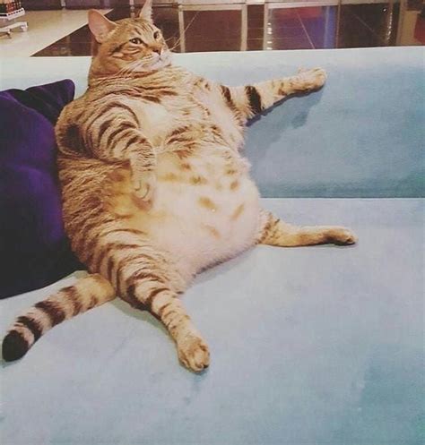 I Very Fat Cat Rfatanimals